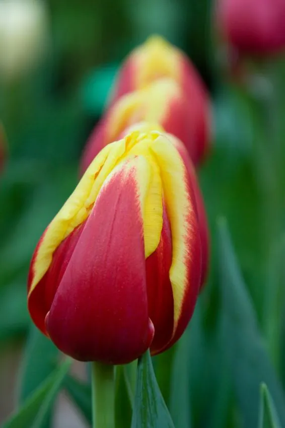 Tulp "Denmark" pakendis 5 tk - Image 2