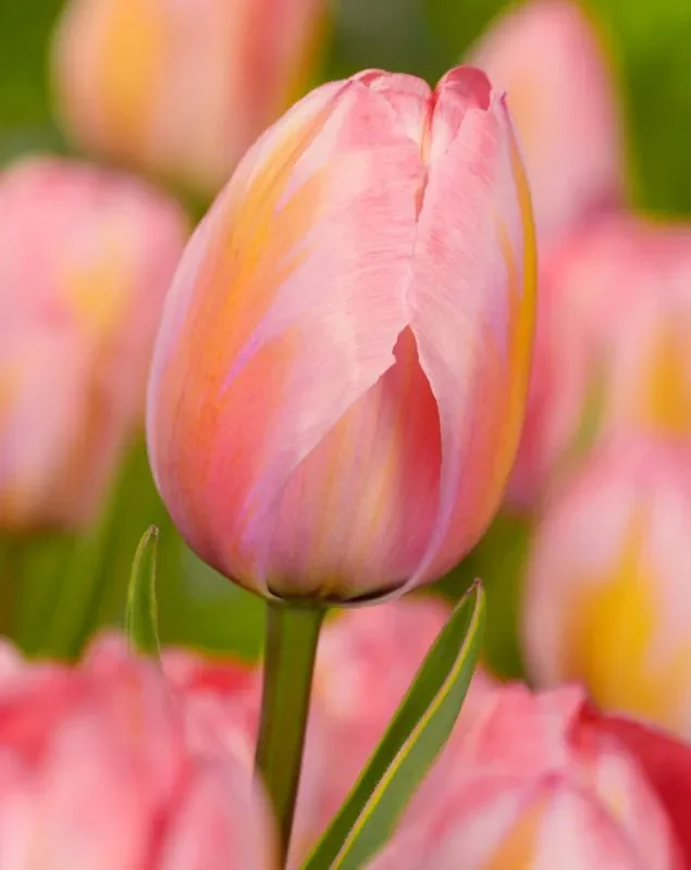 Tulp "Design Impression" pakendis 5 tk.
