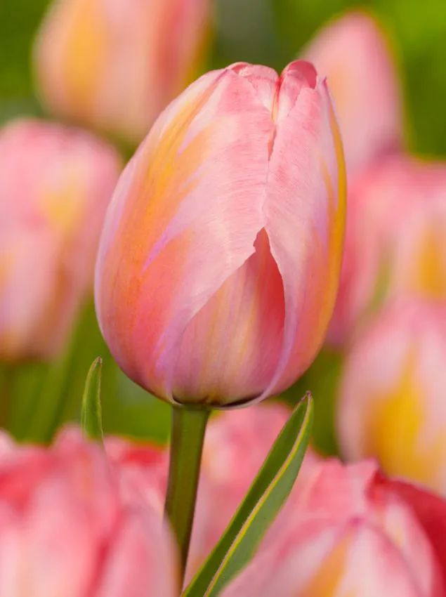Tulp "Design Impression" pakendis 5 tk.