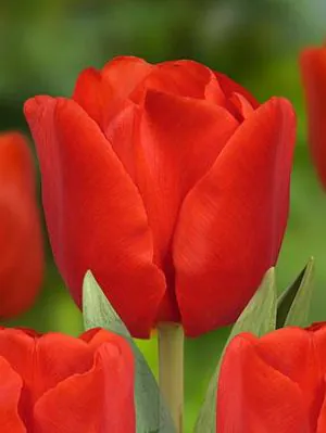 Tulp "Escape" pakendis 5 tk - Image 2