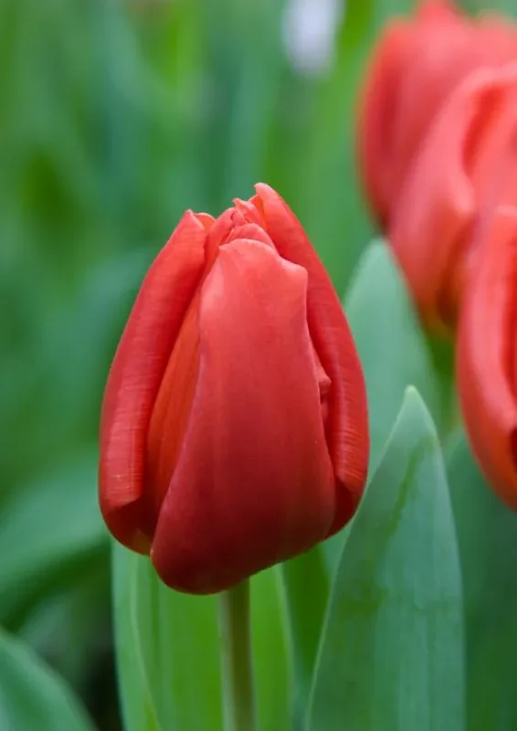 Tulp "Escape" pakendis 5 tk
