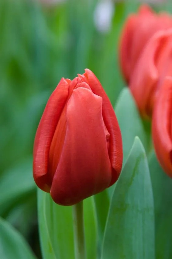 Tulp "Escape" pakendis 5 tk