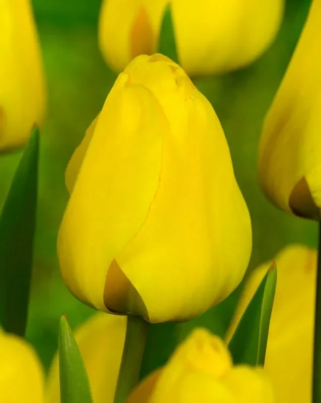 Tulp "Golden apeldoorn" pakendis 5 tk.