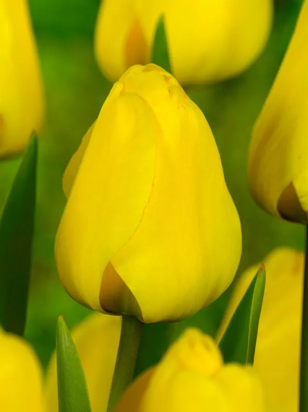 Tulp "Golden apeldoorn" pakendis 5 tk.