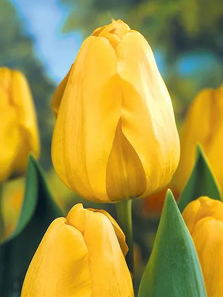 Tulp "Golden Parade" pakendis 5 tk.