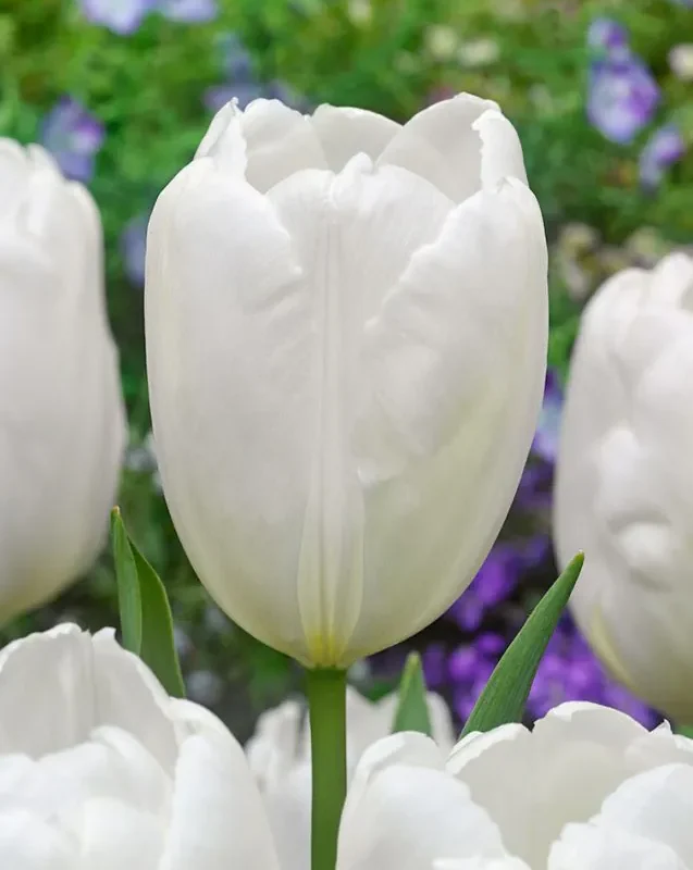 Tulp "Hakuun" pakendis 5 tk.