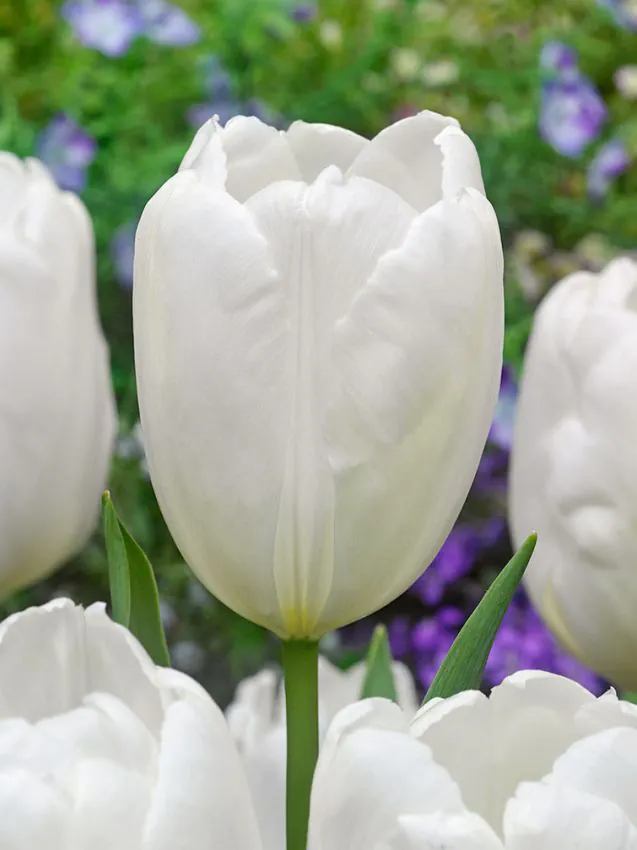 Tulp "Hakuun" pakendis 5 tk.