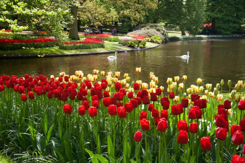 Tulp "Ile de France" pakendis 5 tk. - Image 2