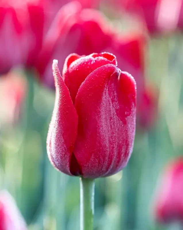 Tulp "Ile de France" pakendis 5 tk.