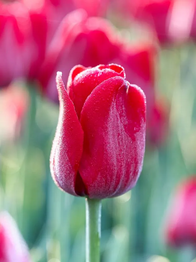 Tulp "Ile de France" pakendis 5 tk.