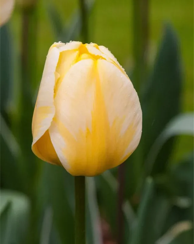 Tulp "Jaap groot" pakendis 5 tk.
