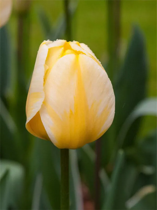 Tulp "Jaap groot" pakendis 5 tk.