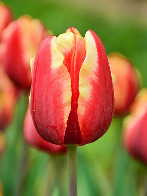 Tulp "Jan Seignette" pakendis 5tk