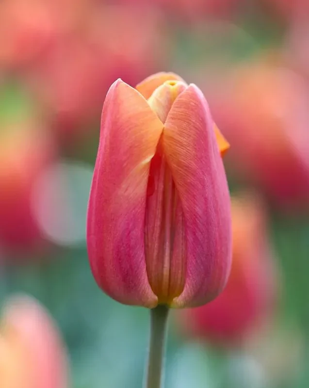 Tulp "Jimmy" pakendis 5 tk