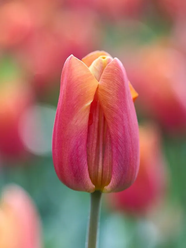 Tulp "Jimmy" pakendis 5 tk