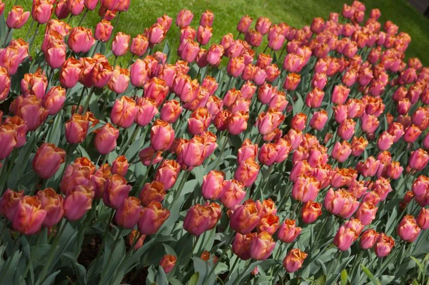 Tulp "Jimmy" pakendis 5 tk - Image 2