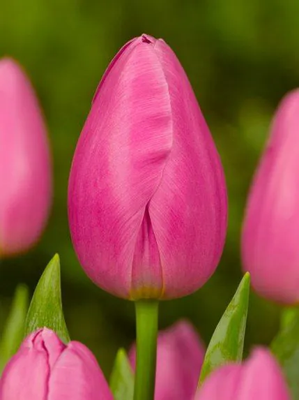 Tulp "Jumbo pink" pakendis 5 tk