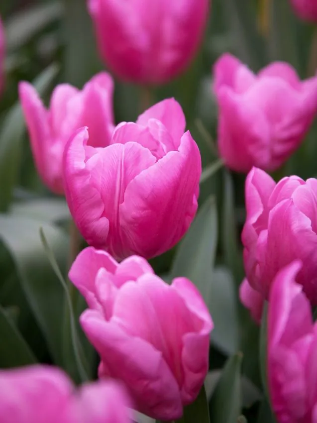 Tulp "Jumbo pink" pakendis 5 tk - Image 2