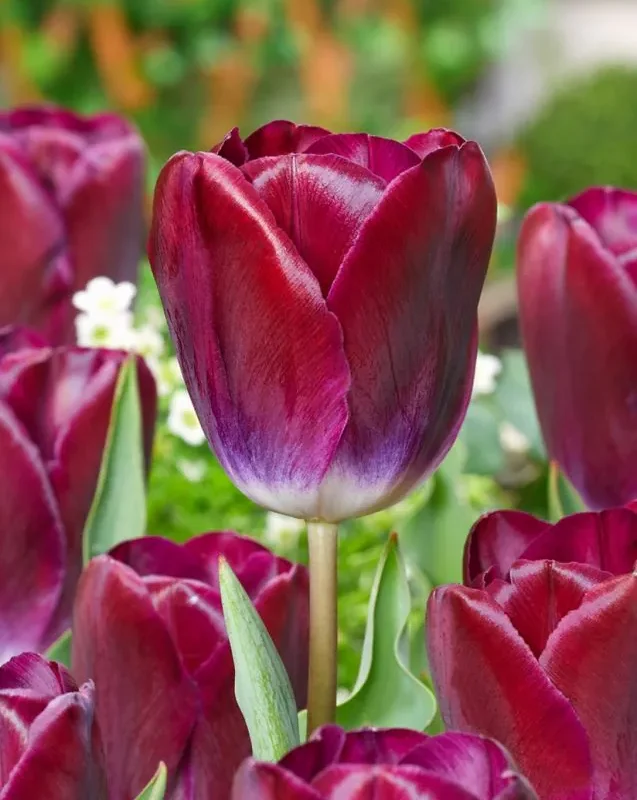 Tulp "Kansas proud" pakendis 5 tk