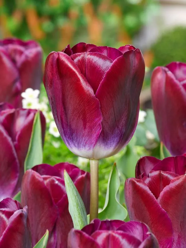 Tulp "Kansas proud" pakendis 5 tk