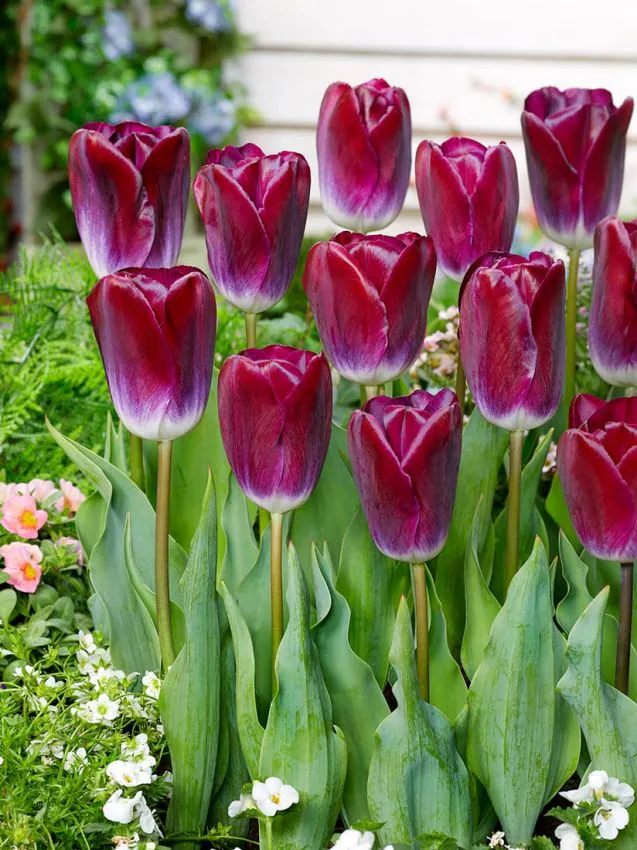 Tulp "Kansas proud" pakendis 5 tk - Image 2