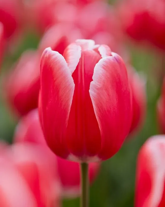 Tulp "Kung Fu" pakendis 5 tk