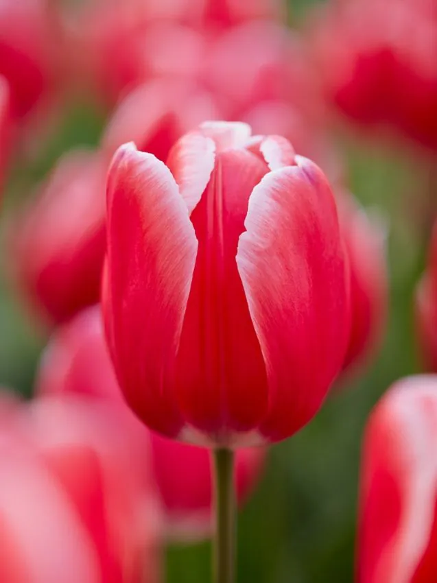 Tulp "Kung Fu" pakendis 5 tk