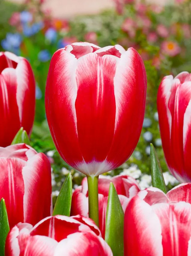 Tulp "Kung Fu" pakendis 5 tk - Image 2