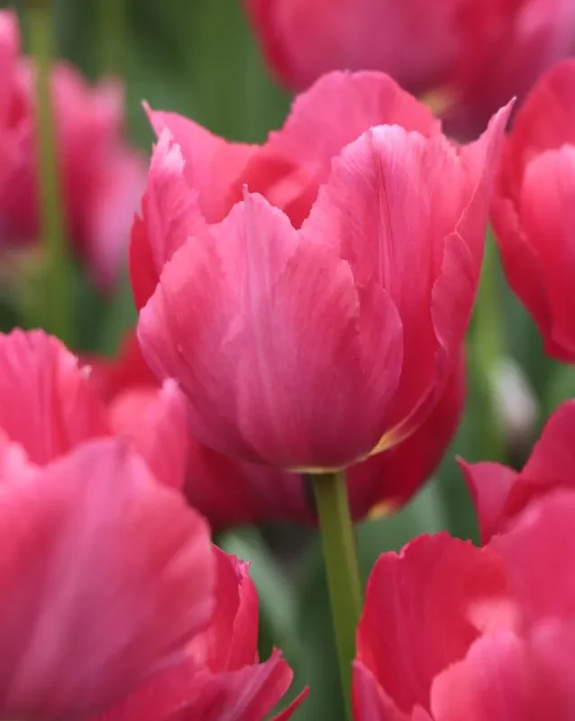 Tulp "Lady van Eijk" pakendis 5 tk.