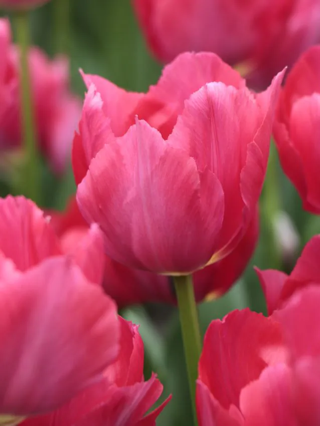 Tulp "Lady van Eijk" pakendis 5 tk.
