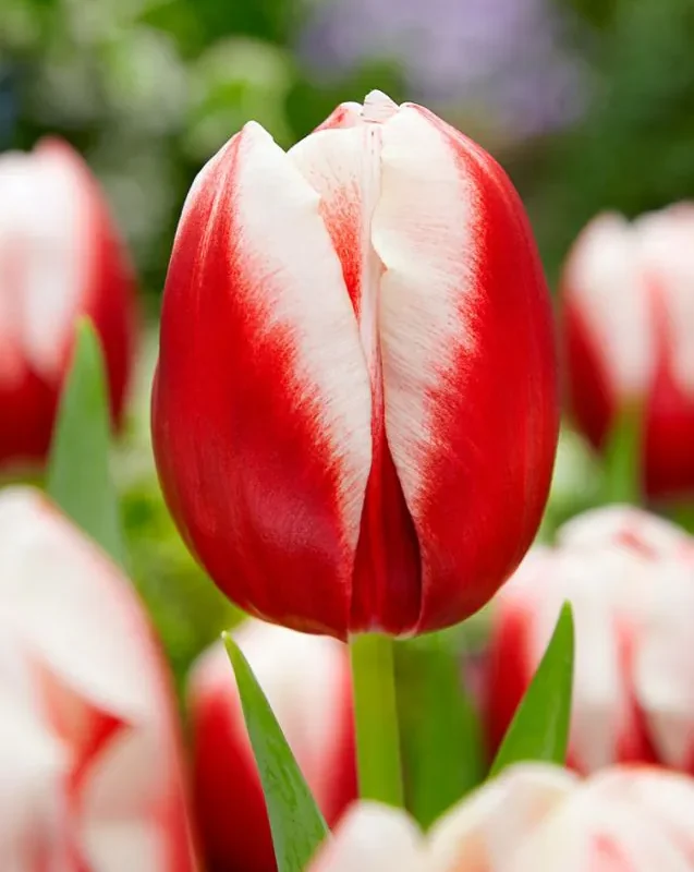 Tulp "Leen van Der Mark"
