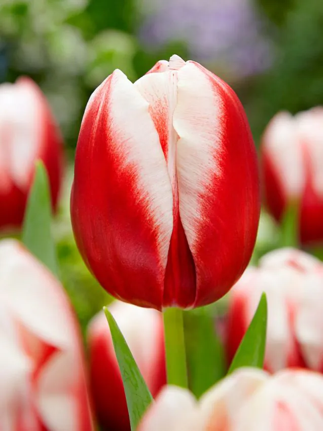 Tulp "Leen van Der Mark"