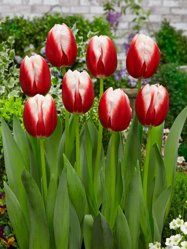 Tulp "Leen van Der Mark" - Image 2
