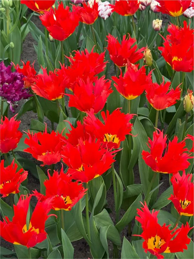 Tulp "Leo" pakendis 5 tk. - Image 3