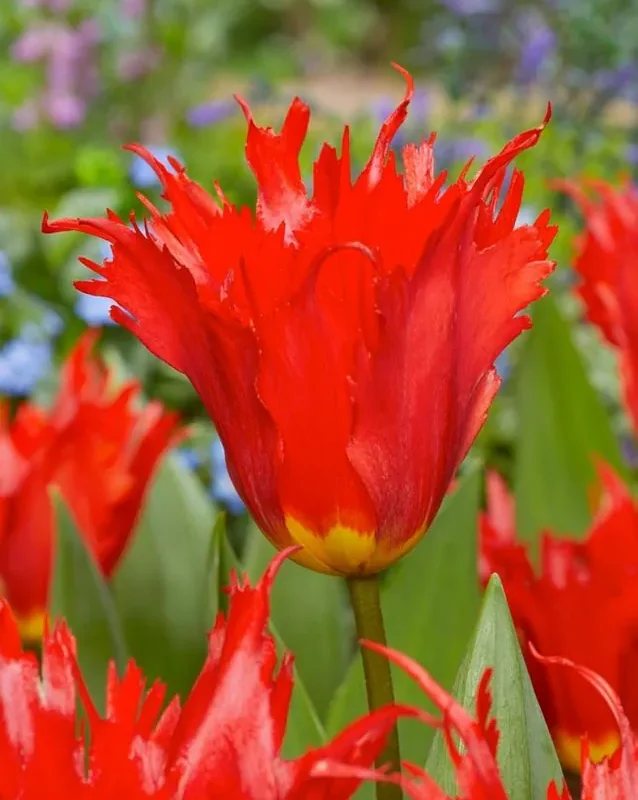 Tulp "Leo" pakendis 5 tk.