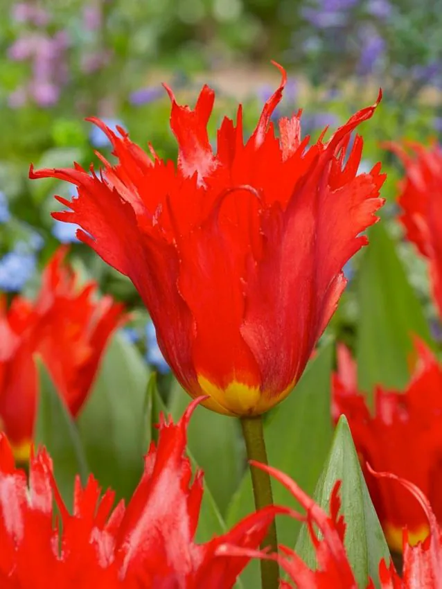 Tulp "Leo" pakendis 5 tk.