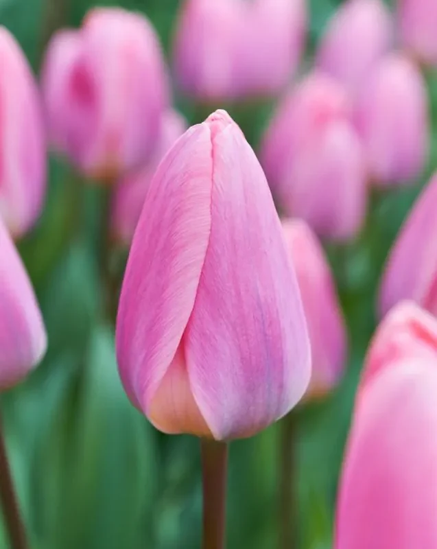 Tulp "Light and Dreamy" pakendis 5 tk.
