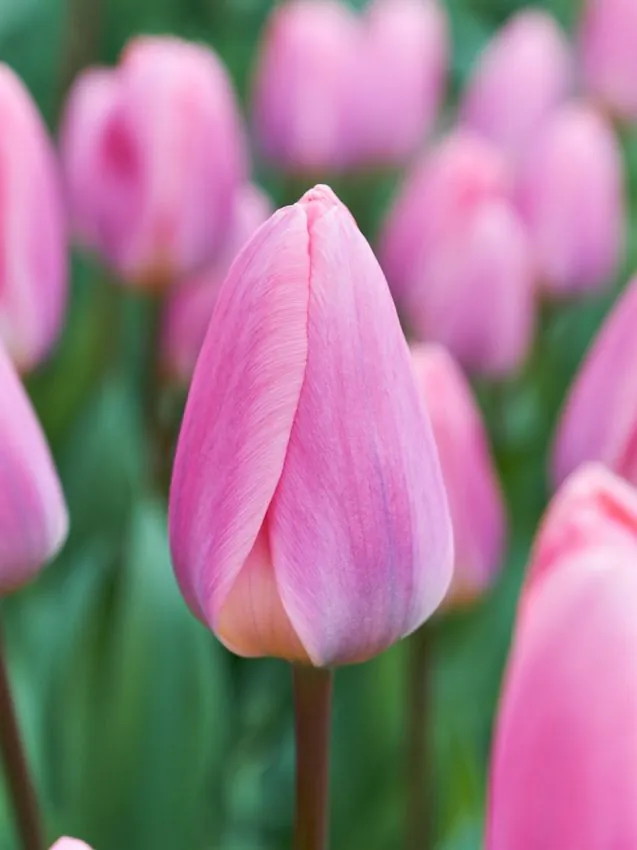 Tulp "Light and Dreamy" pakendis 5 tk.