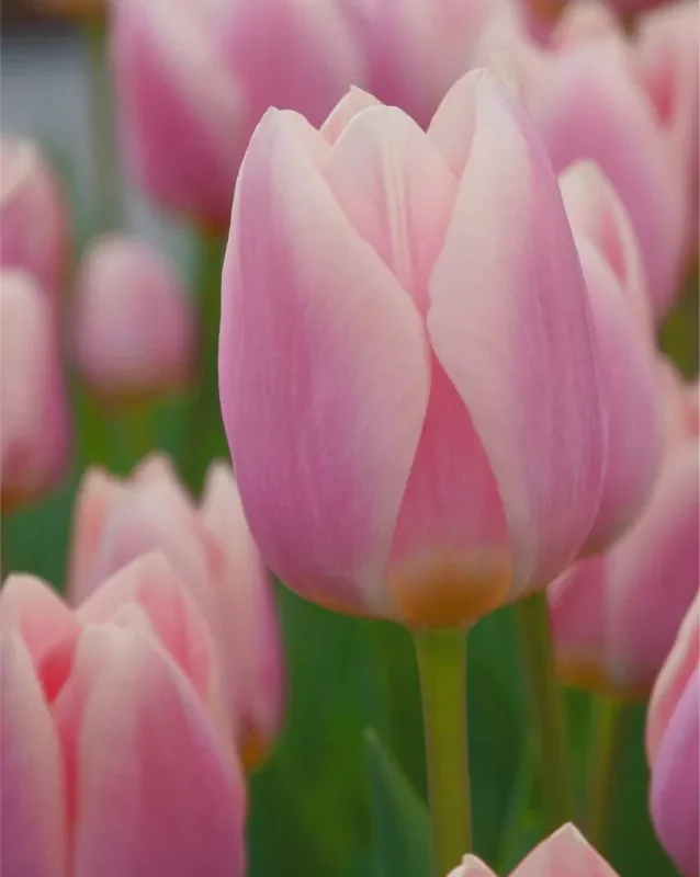 Tulp "Mandy's choice" pakendis 5 tk.