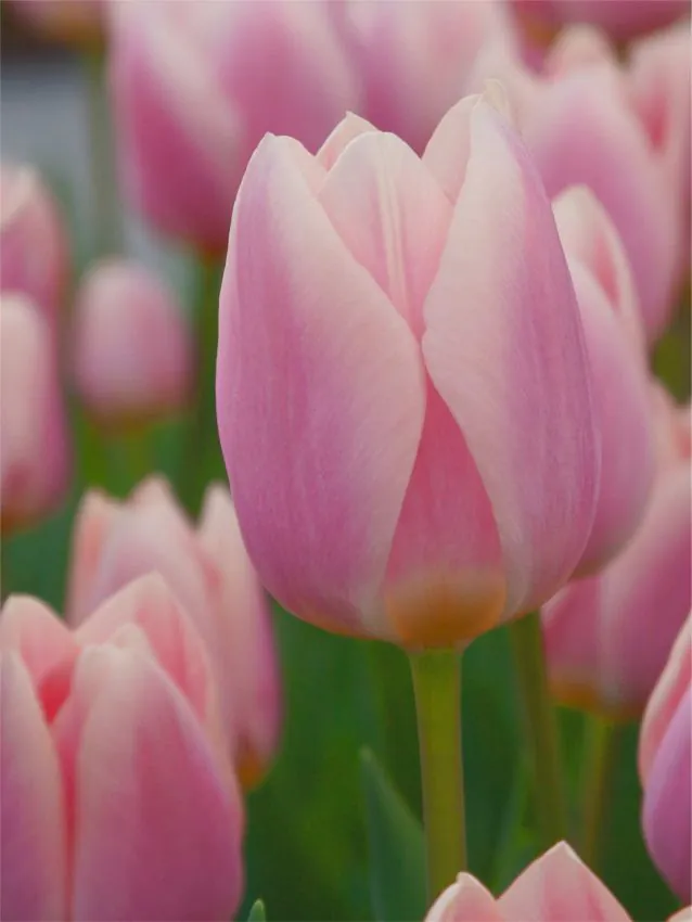 Tulp "Mandy's choice" pakendis 5 tk.