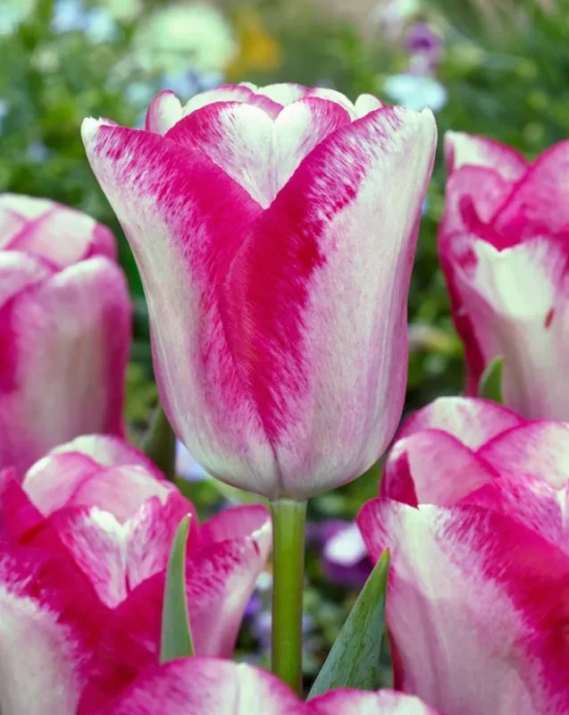 Tulp „Mata Hari” pakendis 5 tk.