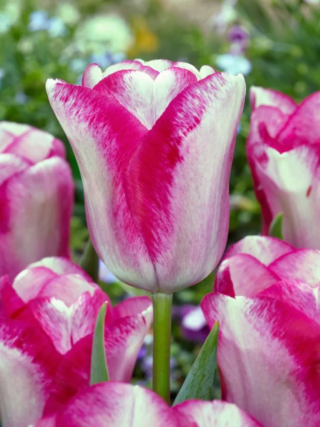 Tulp „Mata Hari” pakendis 5 tk.
