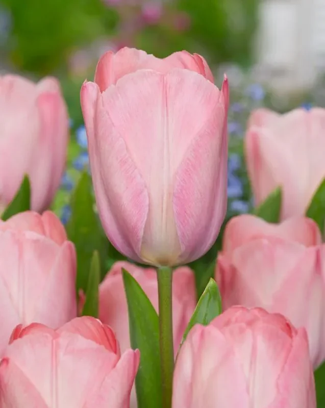 Tulp "Mystic van Eijk" pakendis 5 tk.