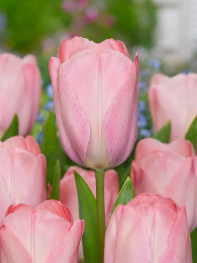 Tulp "Mystic van Eijk" pakendis 5 tk.