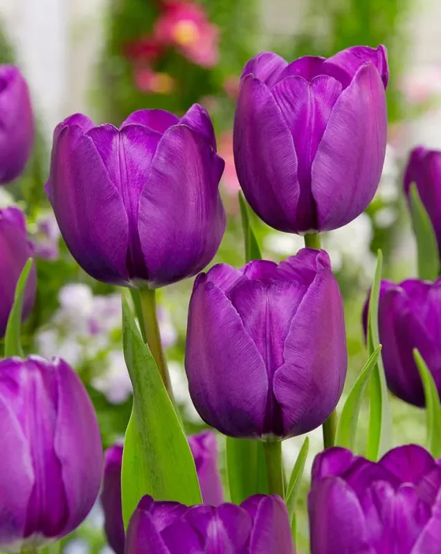 Tulp "Negrita" pakendis 5 tk