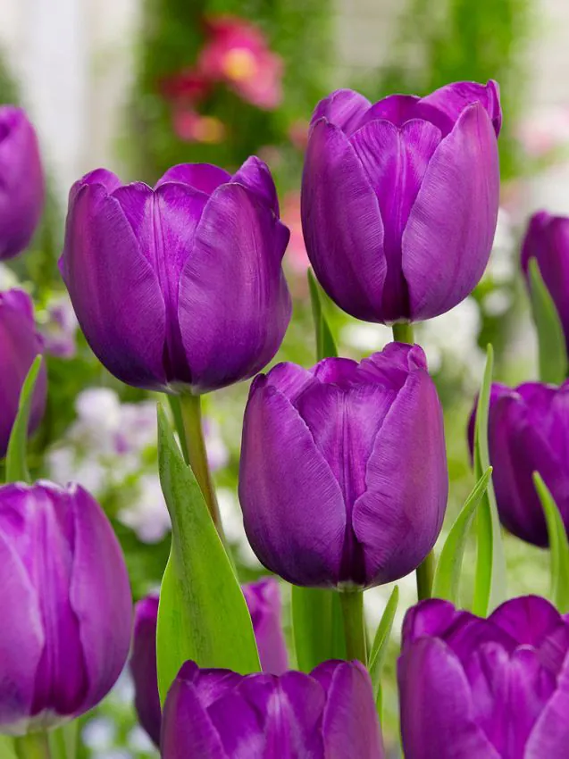 Tulp "Negrita" pakendis 5 tk