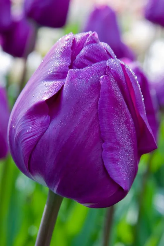 Tulp "Negrita" pakendis 5 tk - Image 2