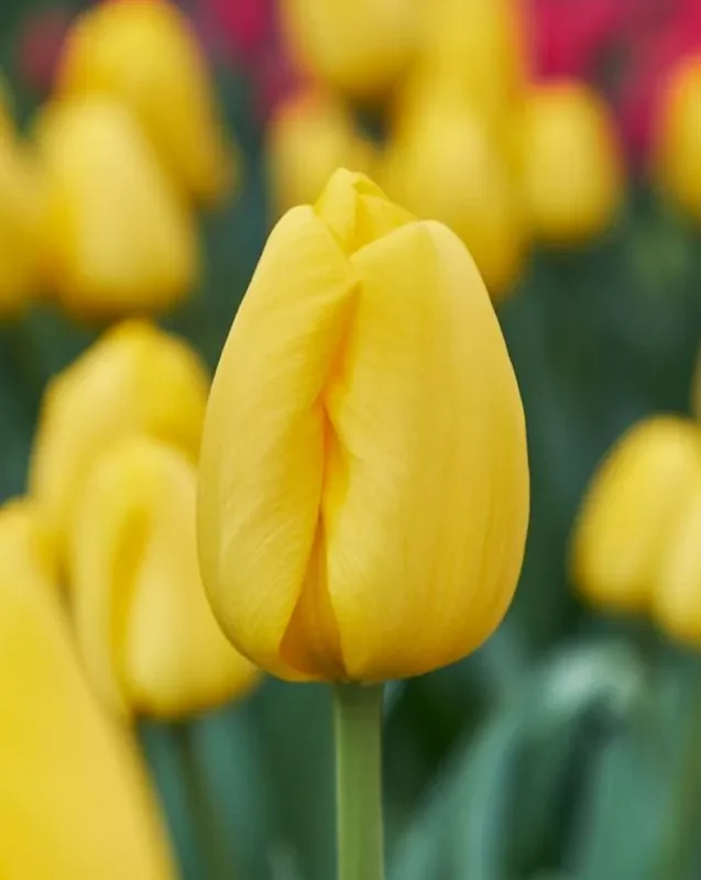 Tulp "Novi Sun" pakendis 5 tk.