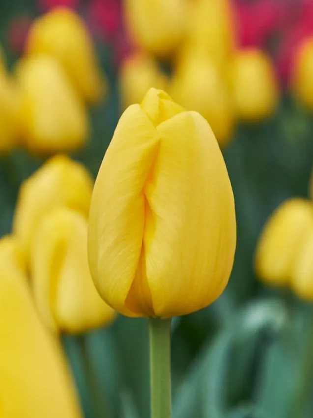 Tulp "Novi Sun" pakendis 5 tk.