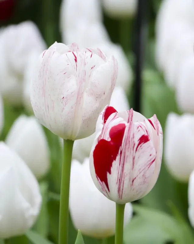 Tulp "One Direction" pakendis 5 tk